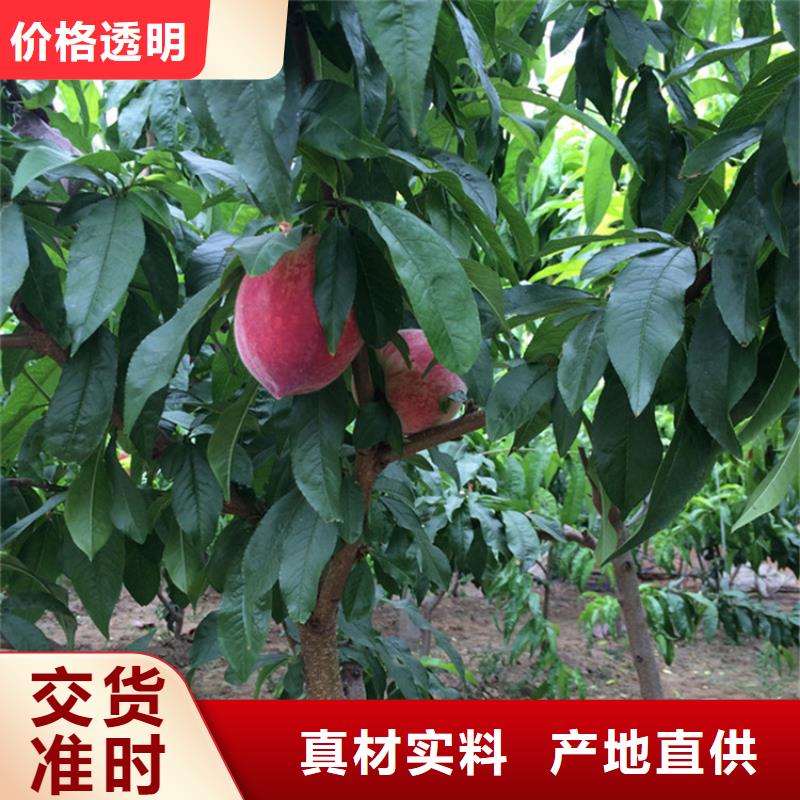 桃北美冬青廠家經(jīng)驗豐富