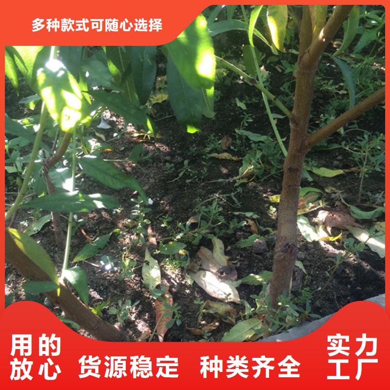 桃_石榴樹實力廠家
