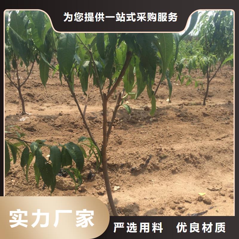 桃板栗苗真正讓利給買家