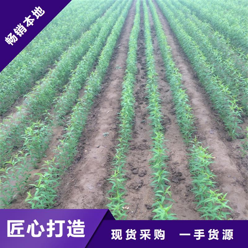 桃樱桃苗选择我们没错