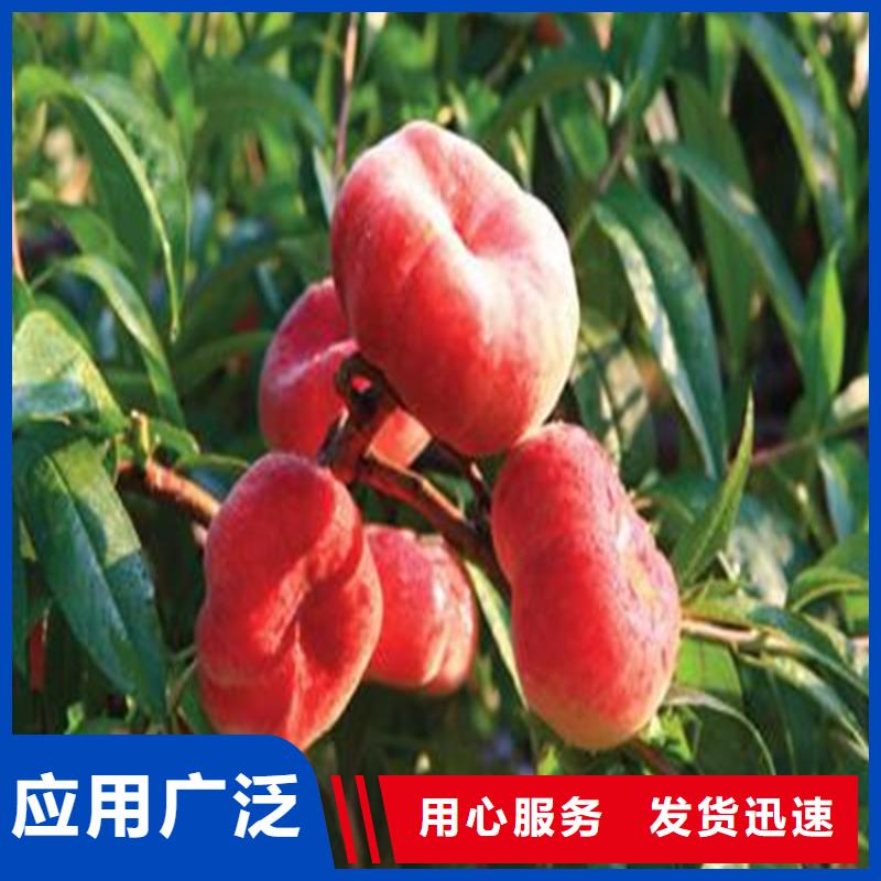 桃_石榴樹實力廠家