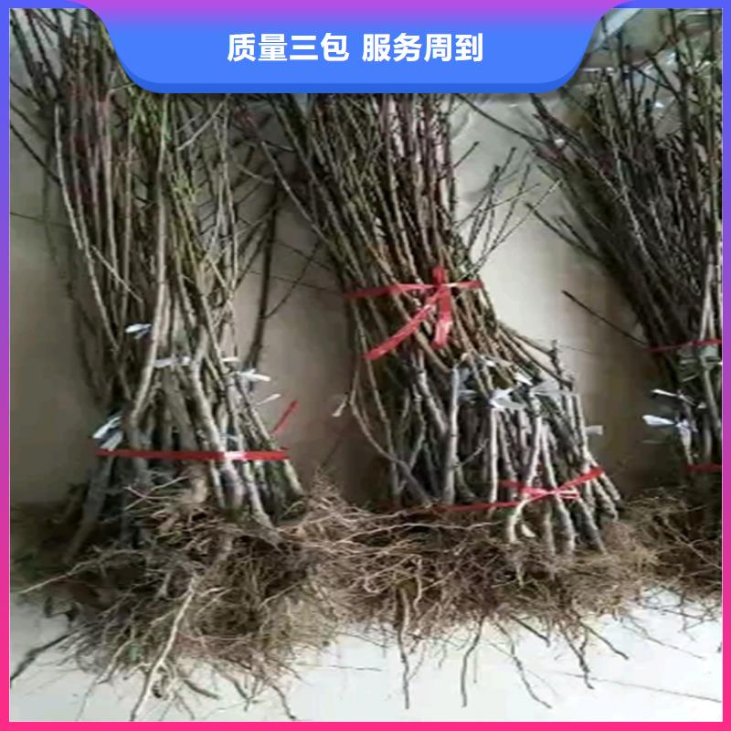 桃_瑪瑙紅石榴苗廠家現貨批發(fā)