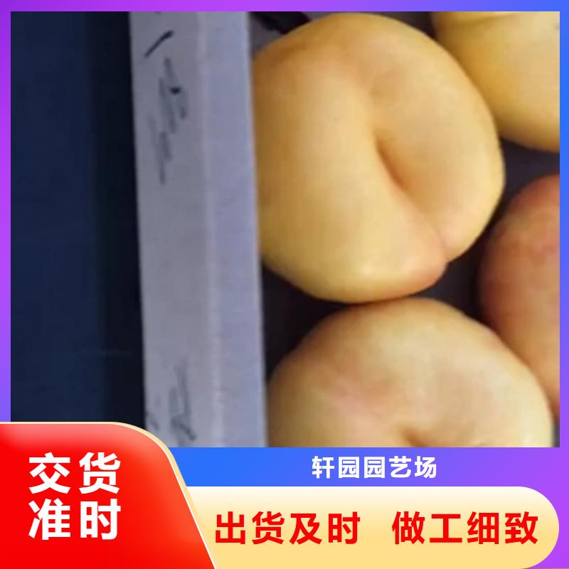 桃_瑪瑙紅石榴苗廠家現貨批發(fā)
