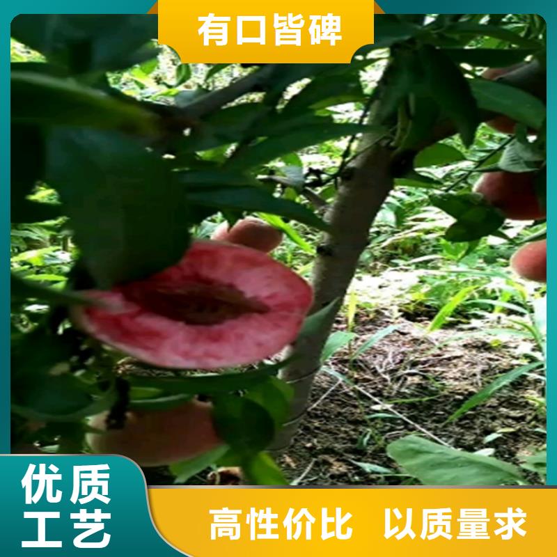 桃_瑪瑙紅石榴苗廠家現貨批發(fā)
