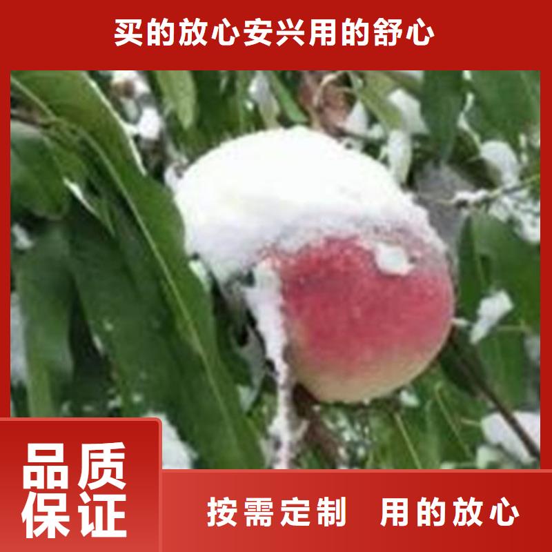 桃樱桃苗现货供应