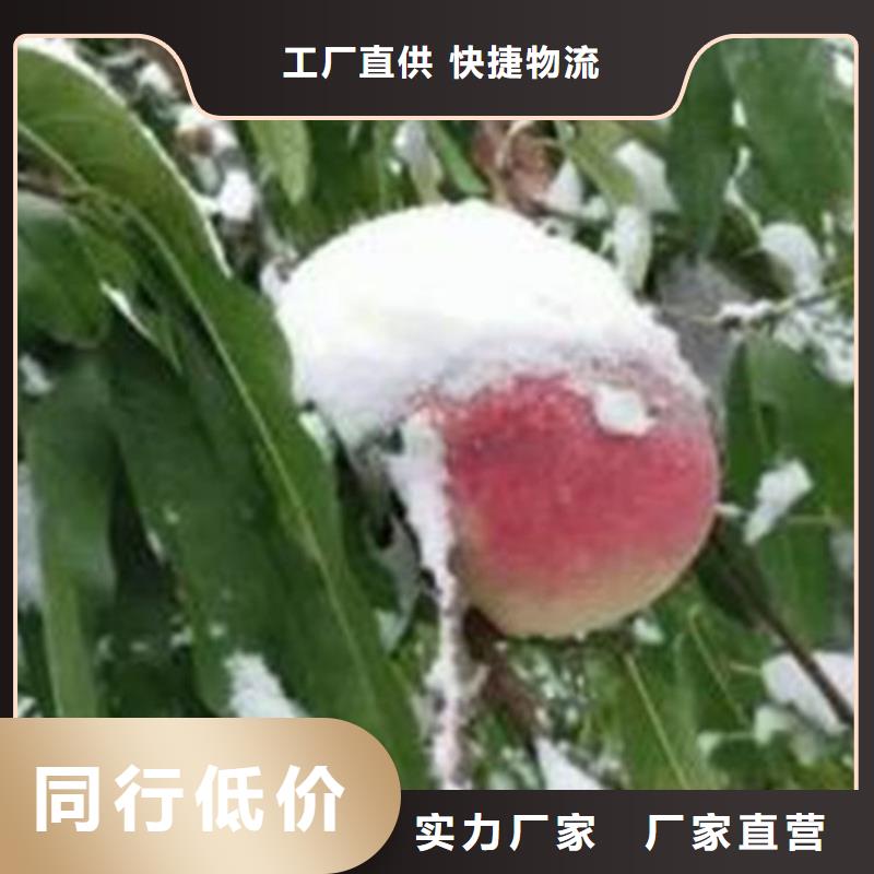 桃板栗苗真正讓利給買家