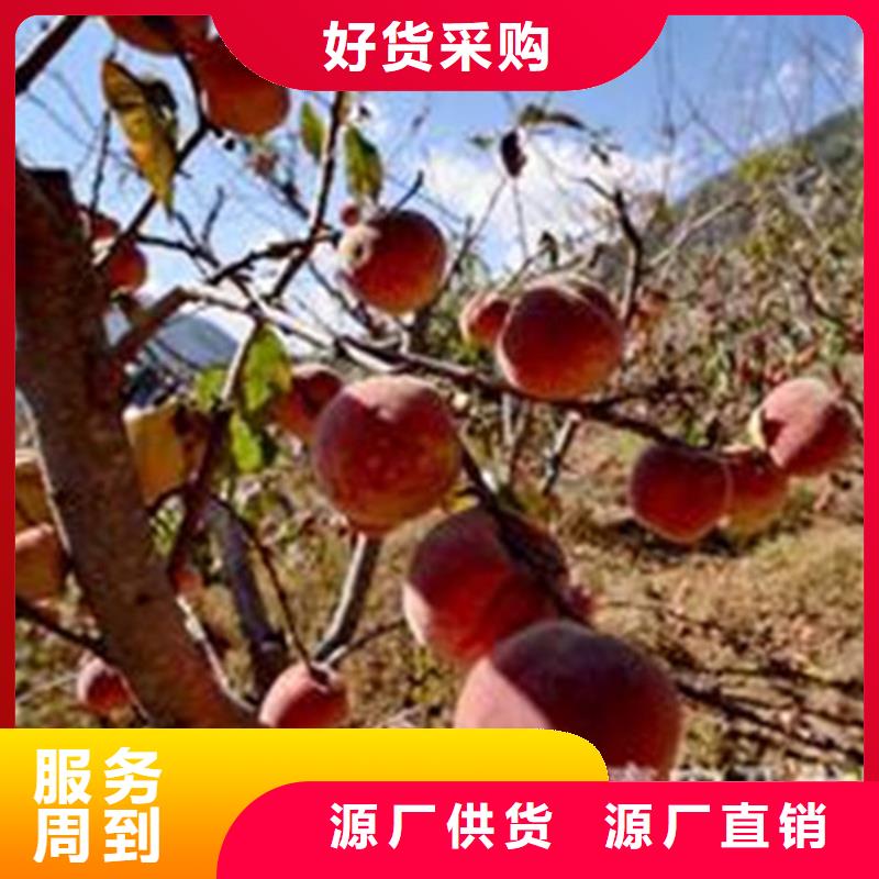 桃_瑪瑙紅石榴苗廠家現貨批發(fā)
