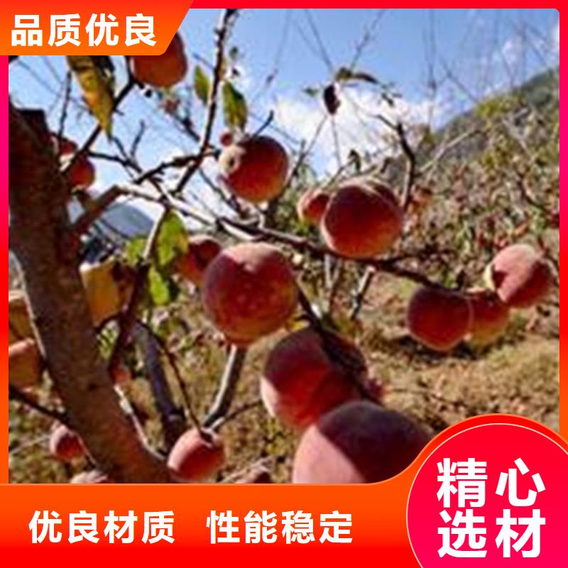 桃板栗苗真正讓利給買家