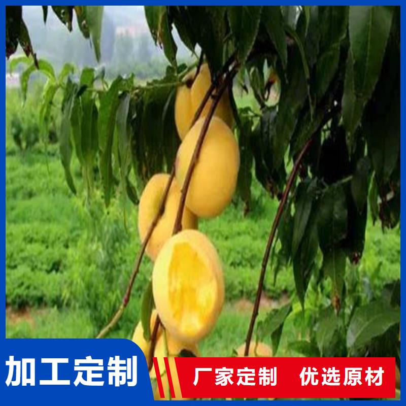 桃板栗苗真正讓利給買家