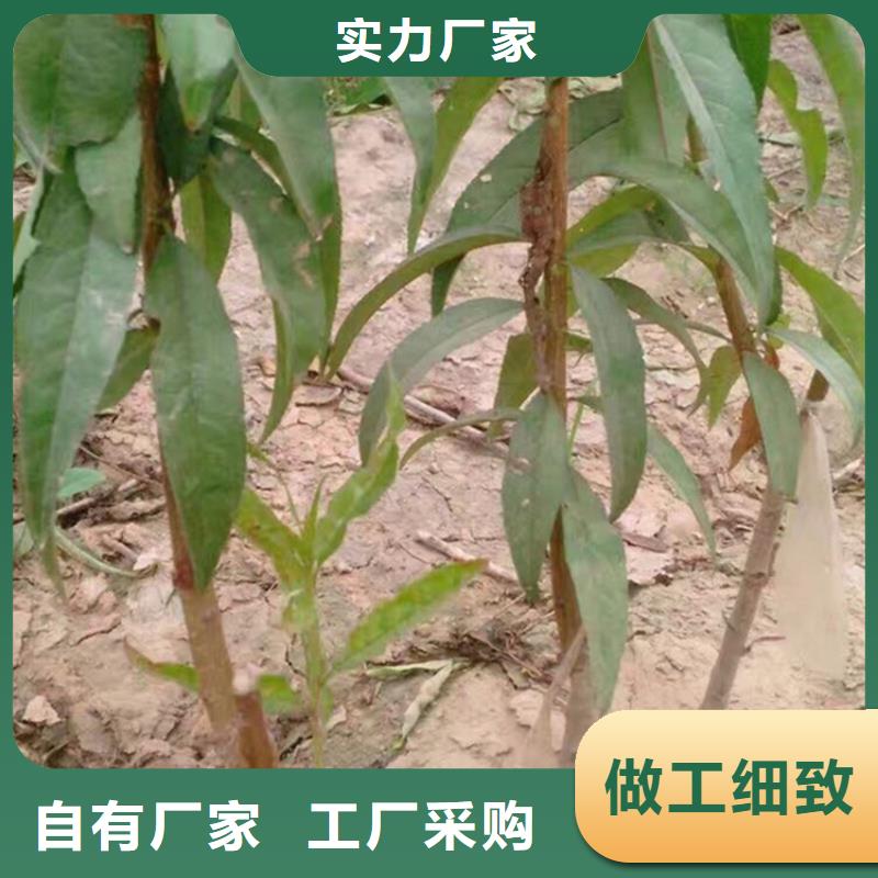 桃板栗苗真正讓利給買家