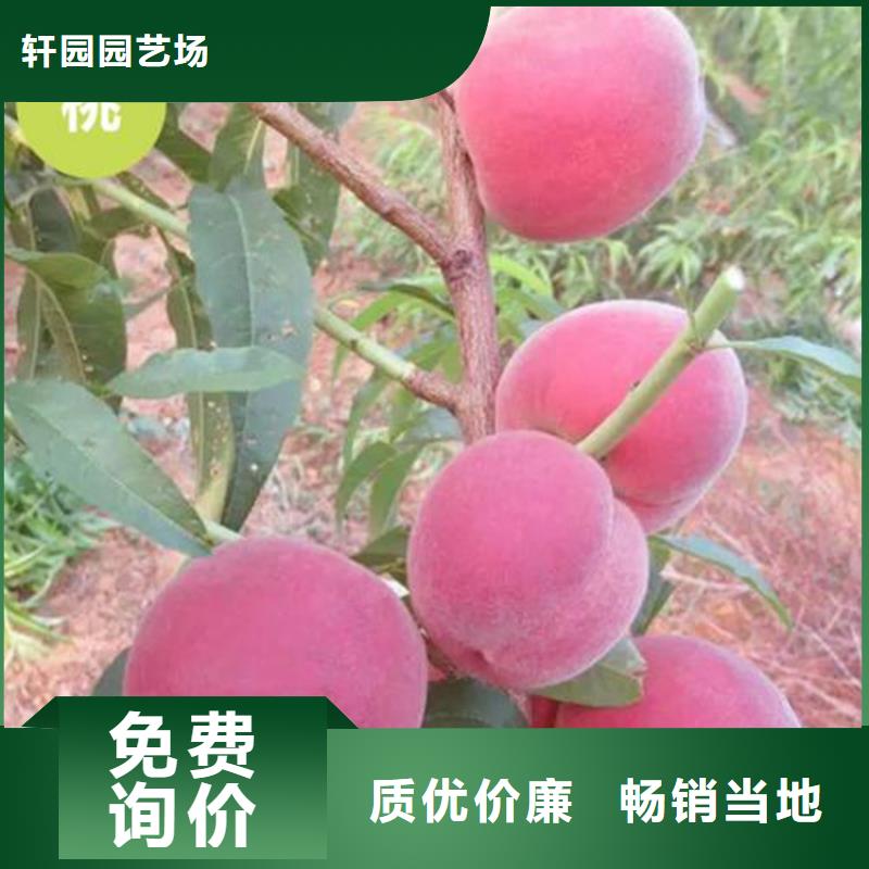 桃板栗苗真正讓利給買家