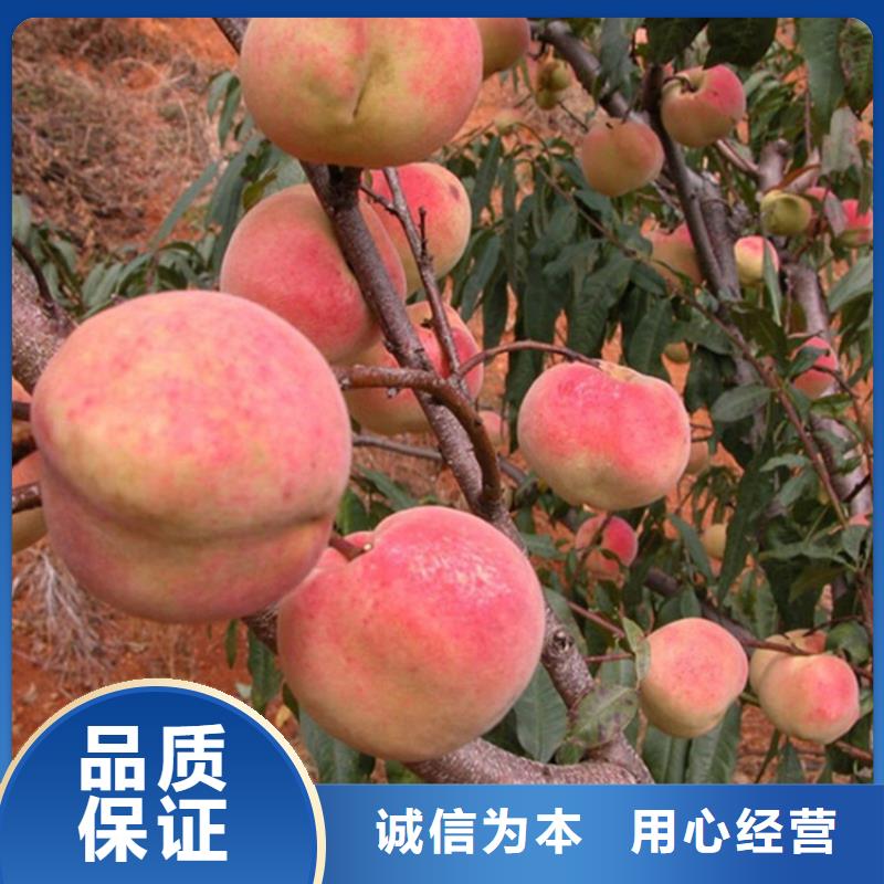 桃板栗苗真正讓利給買家