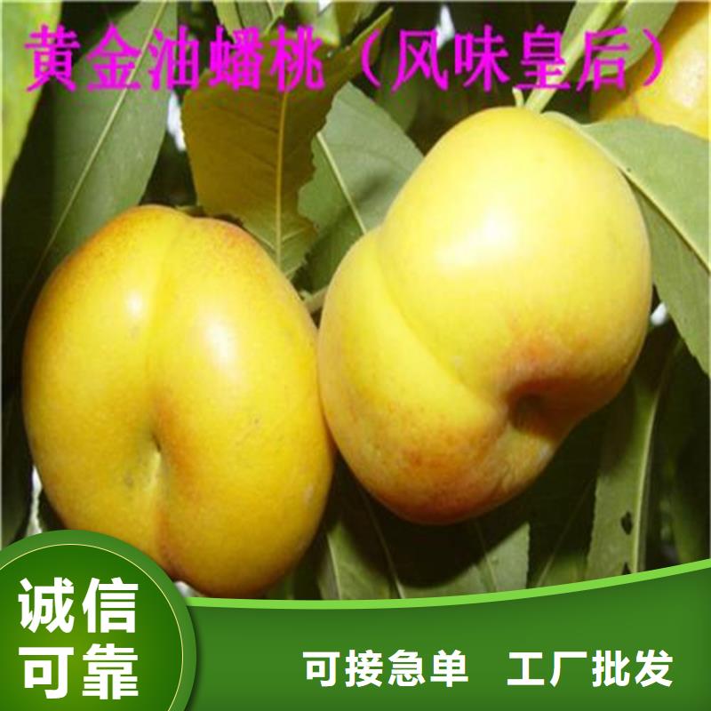 桃_瑪瑙紅石榴苗廠家現貨批發(fā)