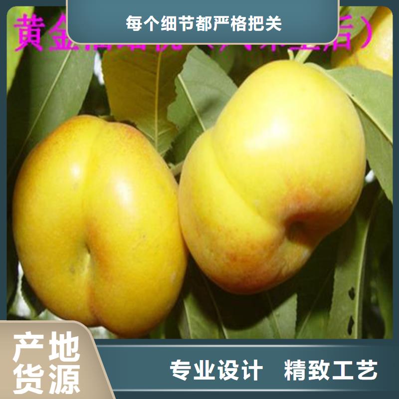 桃板栗苗真正讓利給買家