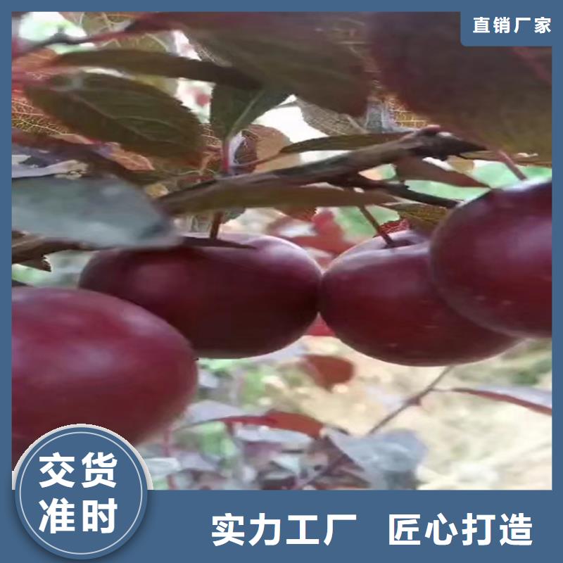 李子石榴樹制造廠家