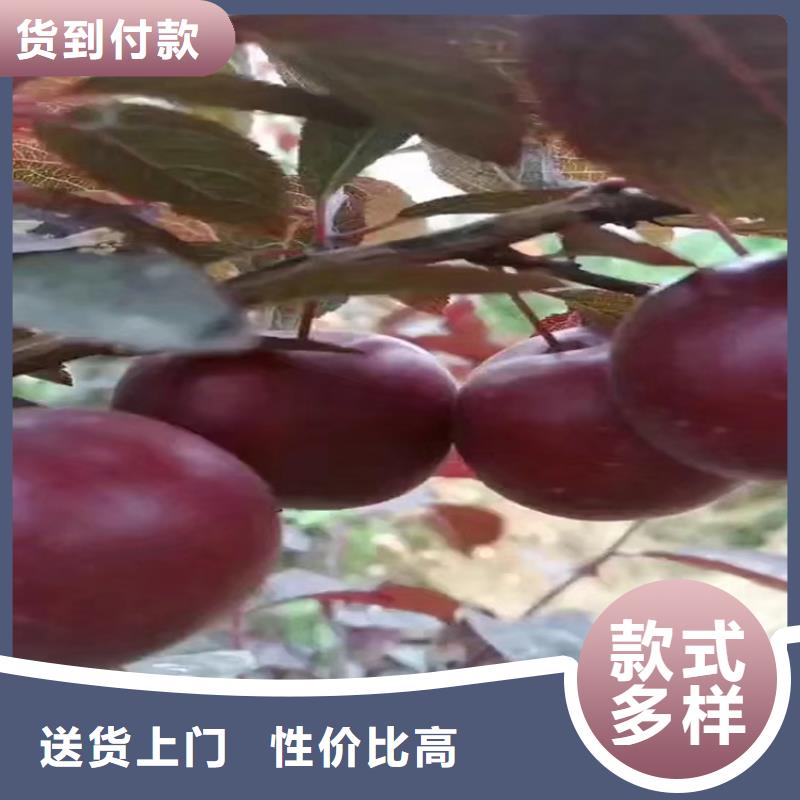 李子桃樹苗多種場(chǎng)景適用