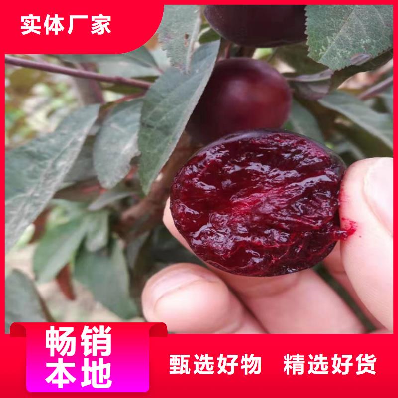 李子葡萄苗品质信得过