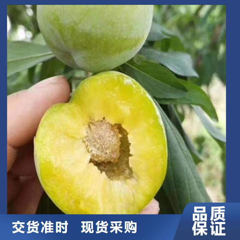 【李子】櫻桃苗細(xì)節(jié)決定品質(zhì)