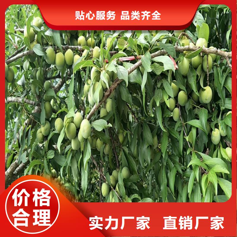 李子_蓝莓苗每一处都是匠心制作