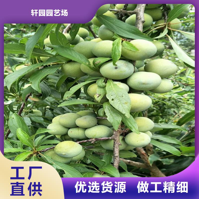 李子北美冬青歡迎新老客戶垂詢