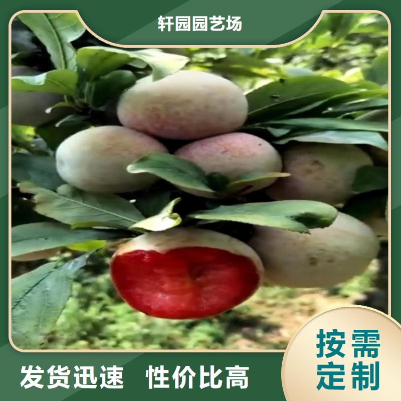 李子北美冬青歡迎新老客戶垂詢