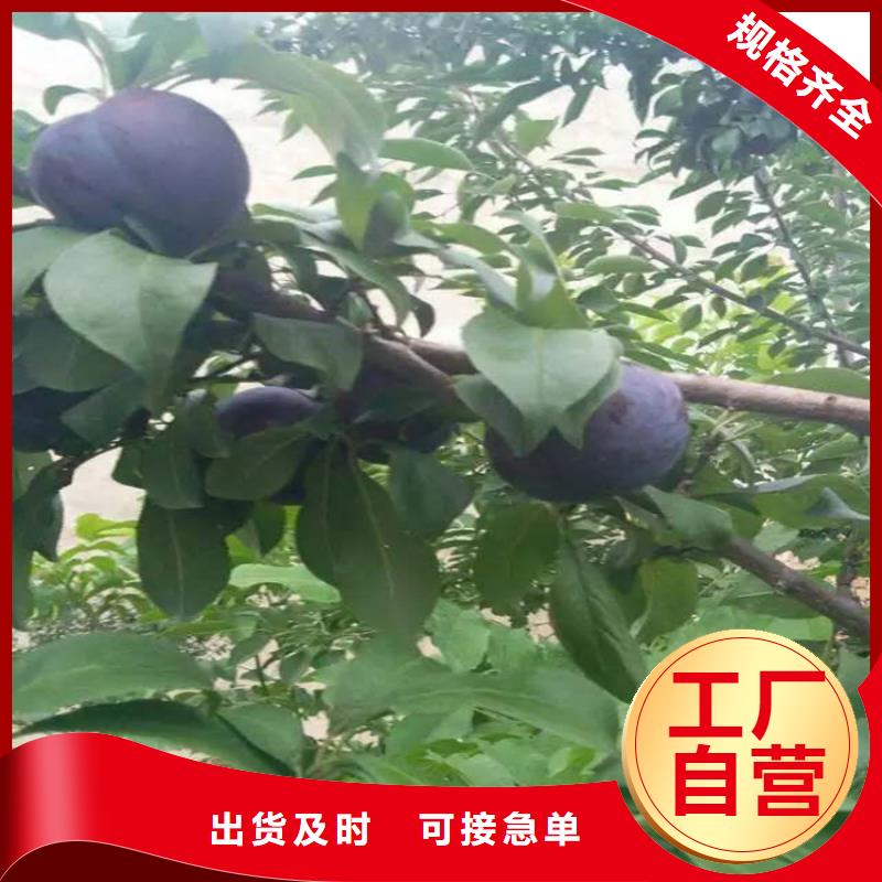 李子桃樹苗多種場(chǎng)景適用