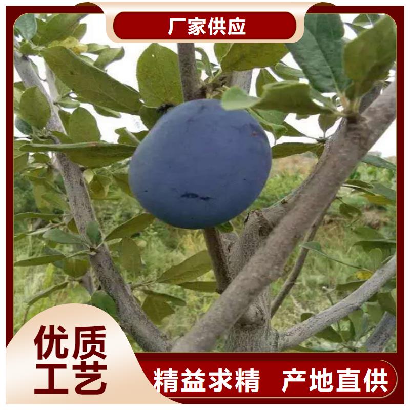 李子,梨樹苗免費安裝
