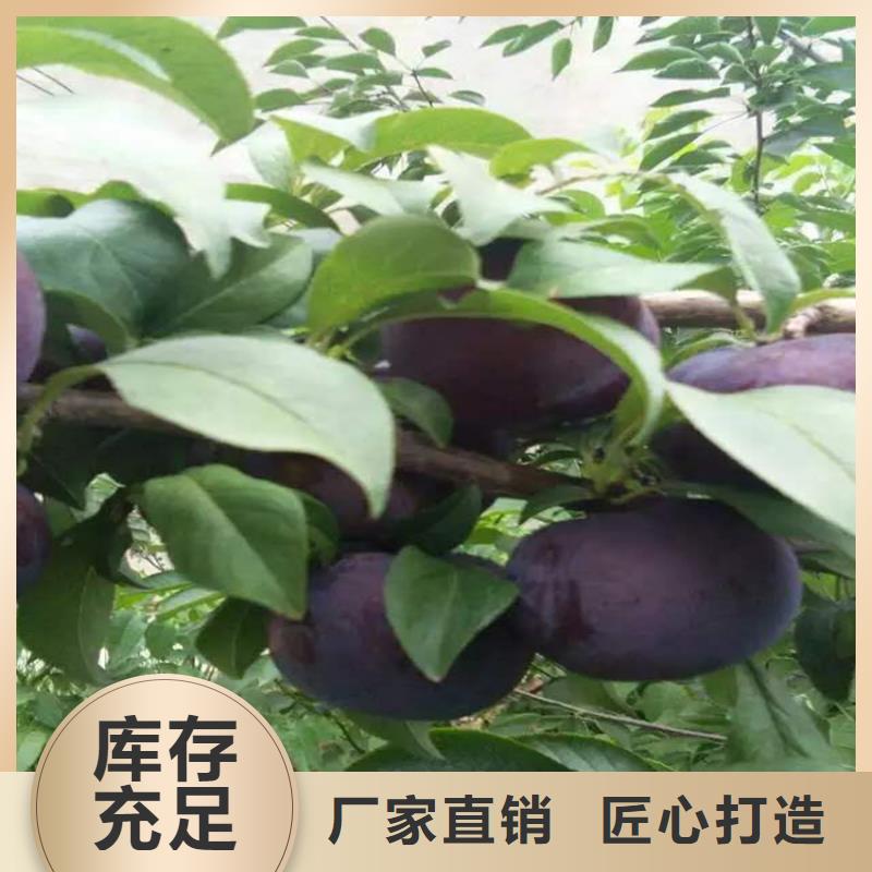李子葡萄苗品質(zhì)信得過