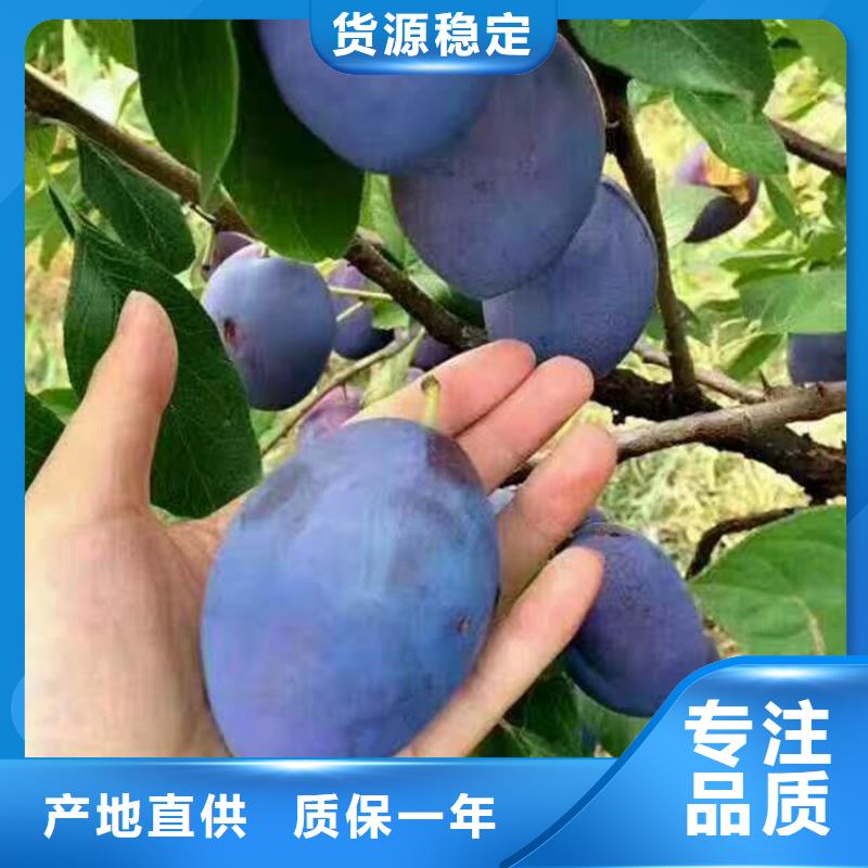 李子,奶油草莓選擇我們選擇放心