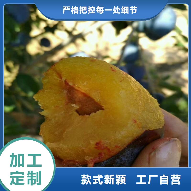 李子石榴树制造厂家