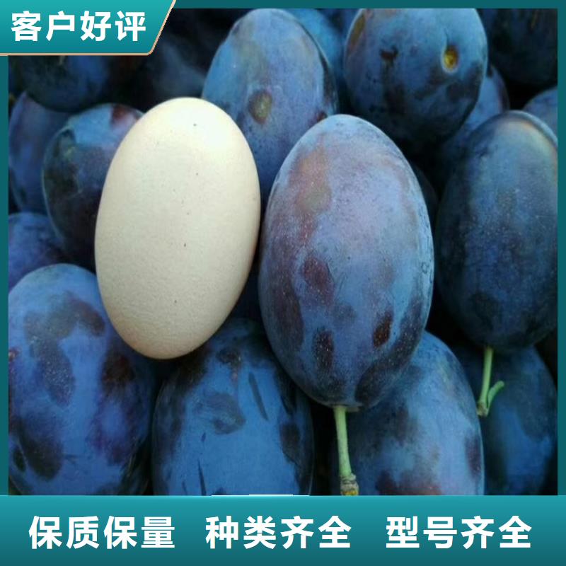 李子_樱桃苗敢与同行比服务