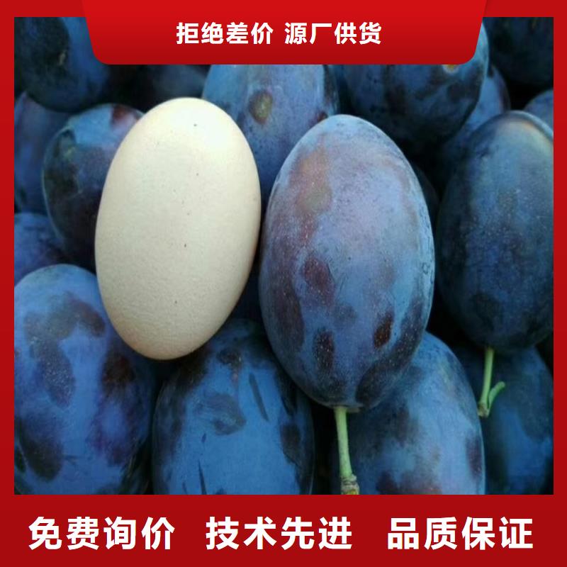 李子石榴樹制造廠家