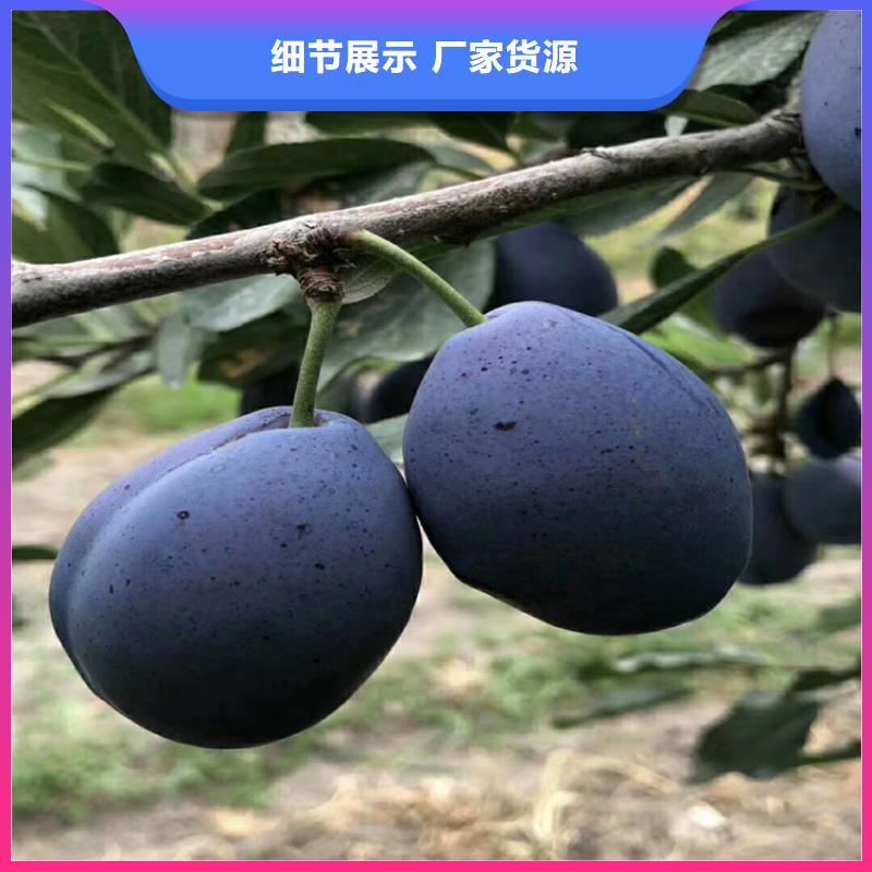 李子,梨樹苗免費安裝