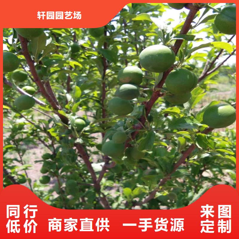 李子北美冬青歡迎新老客戶垂詢