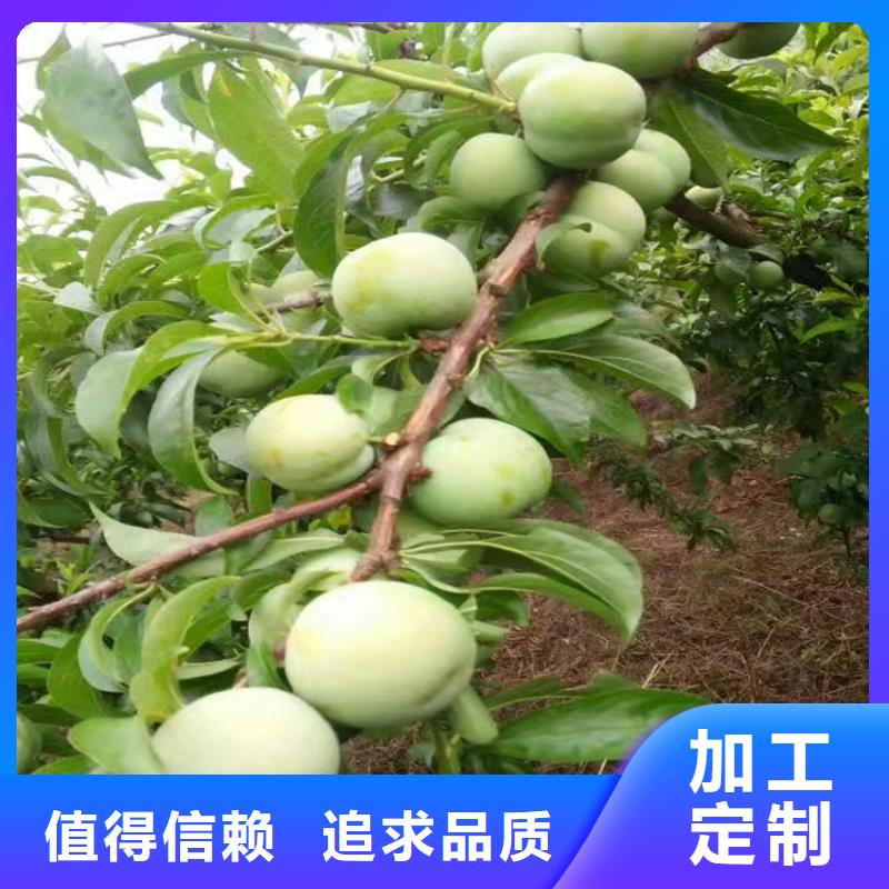 李子_樱桃苗敢与同行比服务