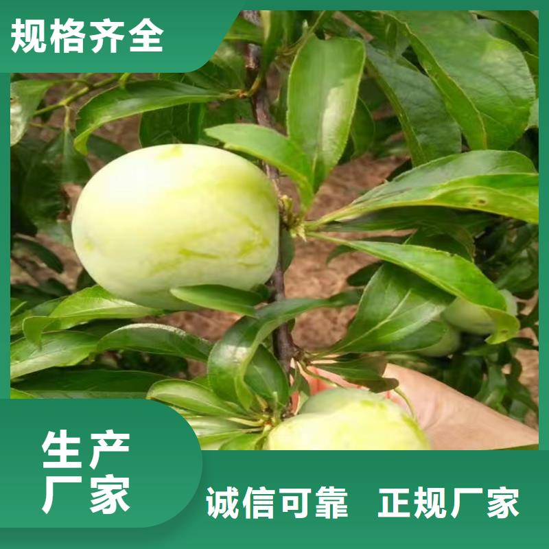 李子,梨樹苗免費安裝