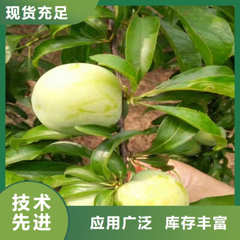 李子櫻桃苗質(zhì)檢嚴格