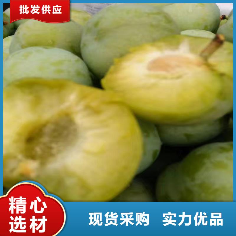 【李子】櫻桃苗細(xì)節(jié)決定品質(zhì)