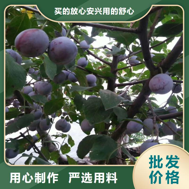 李子櫻桃苗質(zhì)檢嚴格