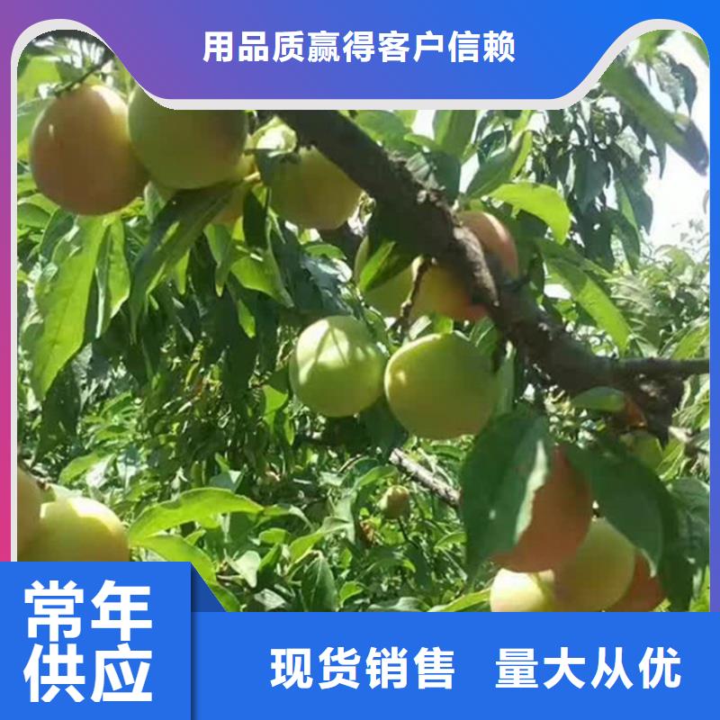 李子石榴樹制造廠家