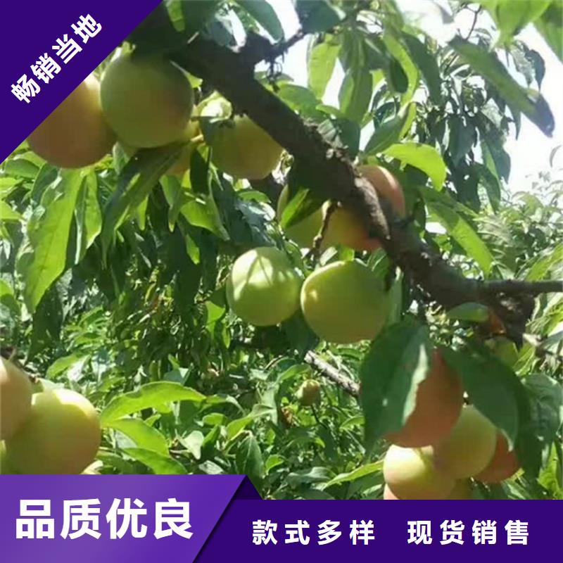 李子葡萄苗品质信得过