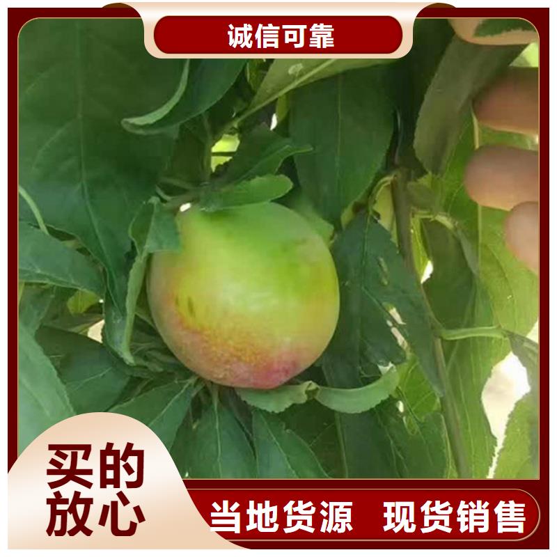 李子石榴树制造厂家