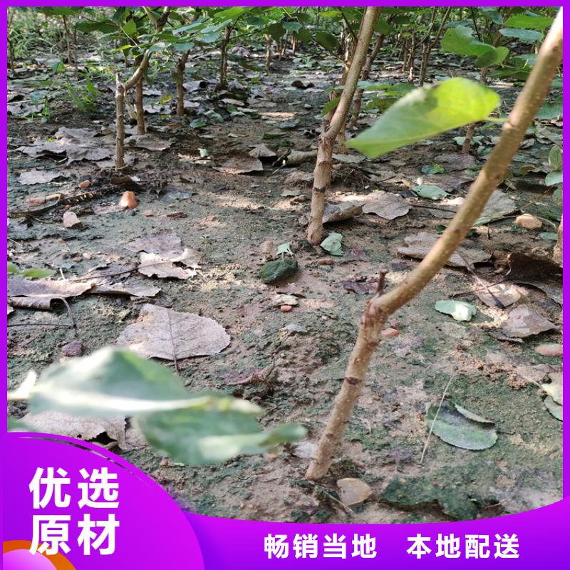 李子_藍(lán)莓苗每一處都是匠心制作