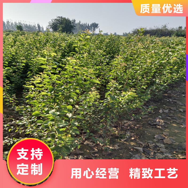 李子葡萄苗品質(zhì)信得過