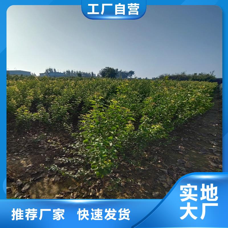 李子_樱桃苗敢与同行比服务