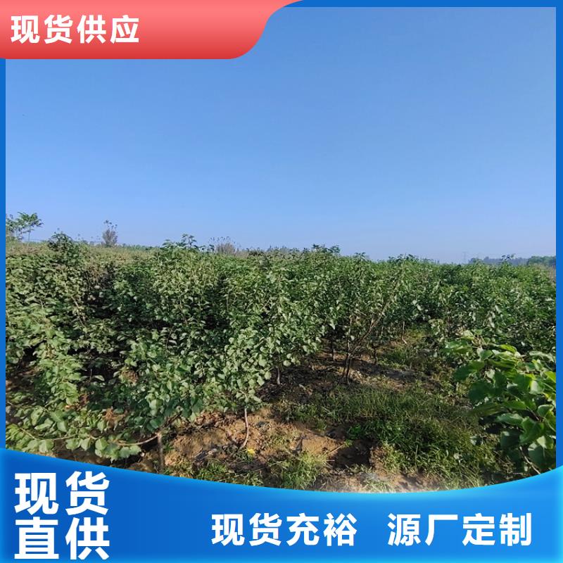 李子石榴樹制造廠家