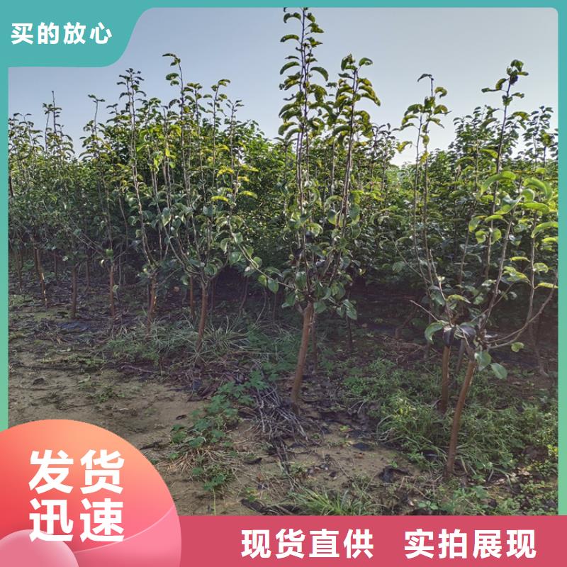 李子_樱桃苗敢与同行比服务