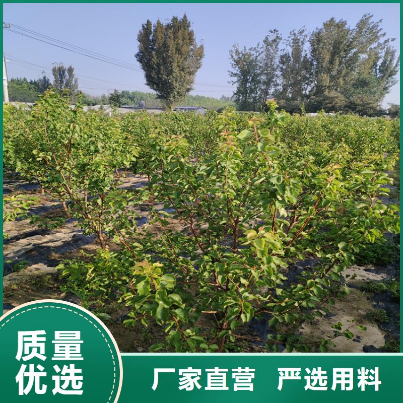李子_藍(lán)莓苗每一處都是匠心制作