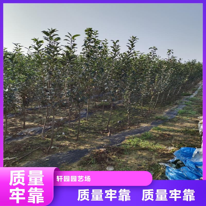 【李子】櫻桃苗細(xì)節(jié)決定品質(zhì)