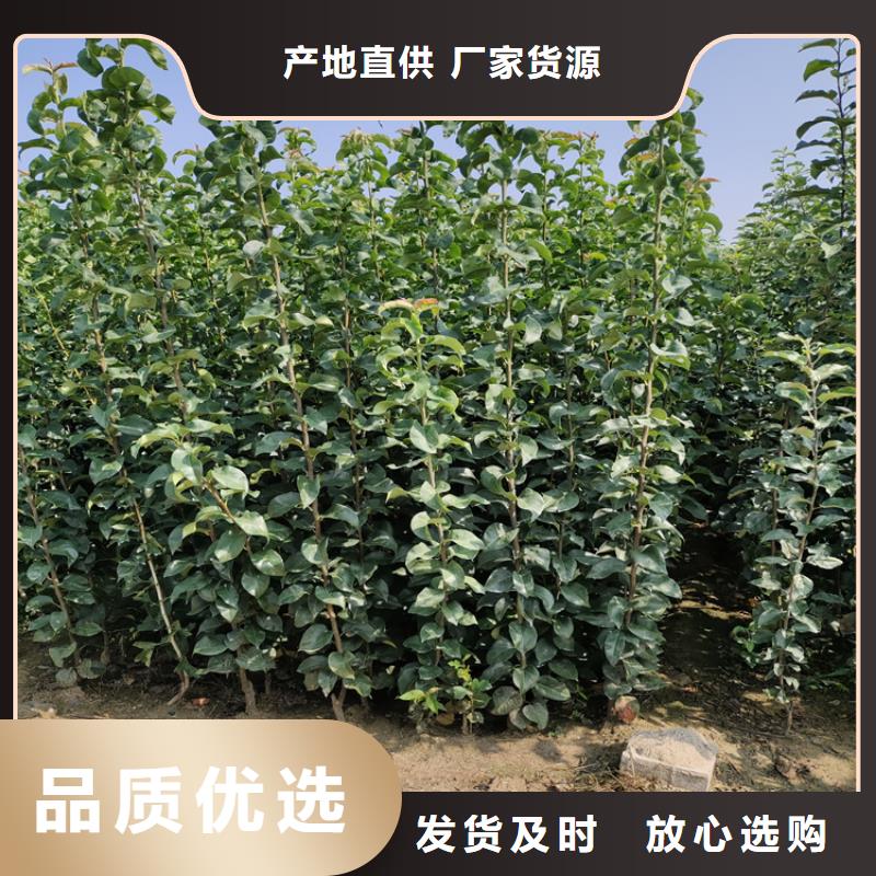 【李子】櫻桃苗細(xì)節(jié)決定品質(zhì)